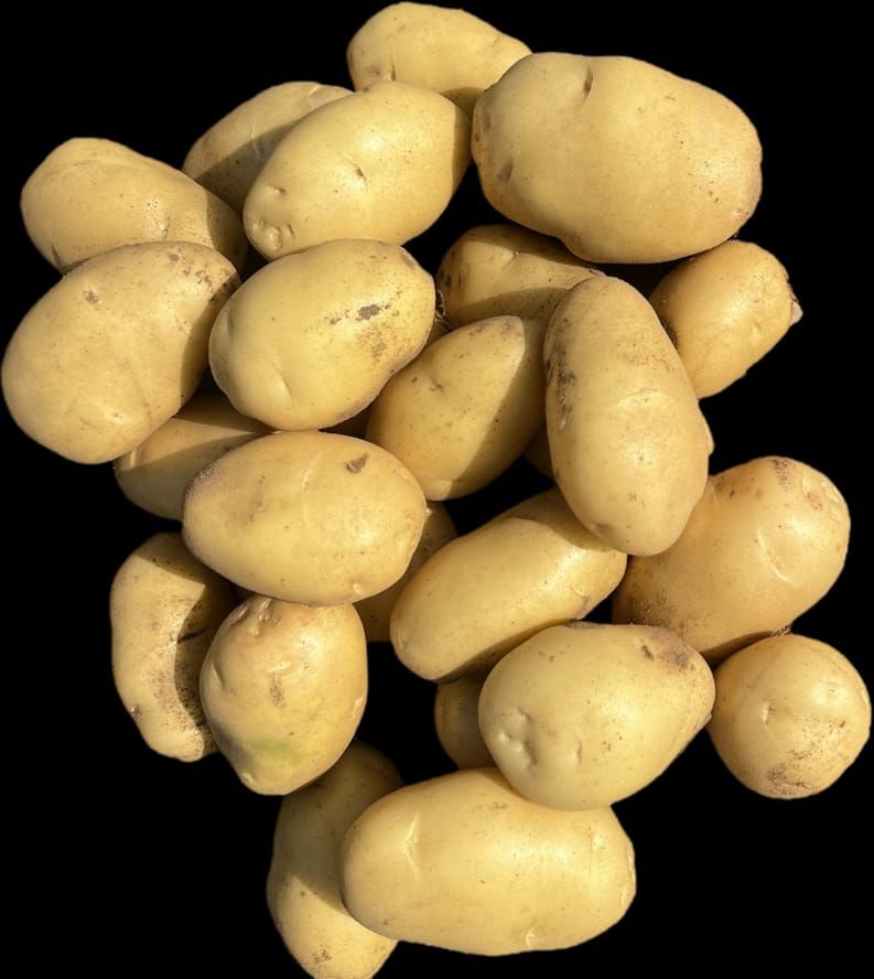 Pukhraj Potato