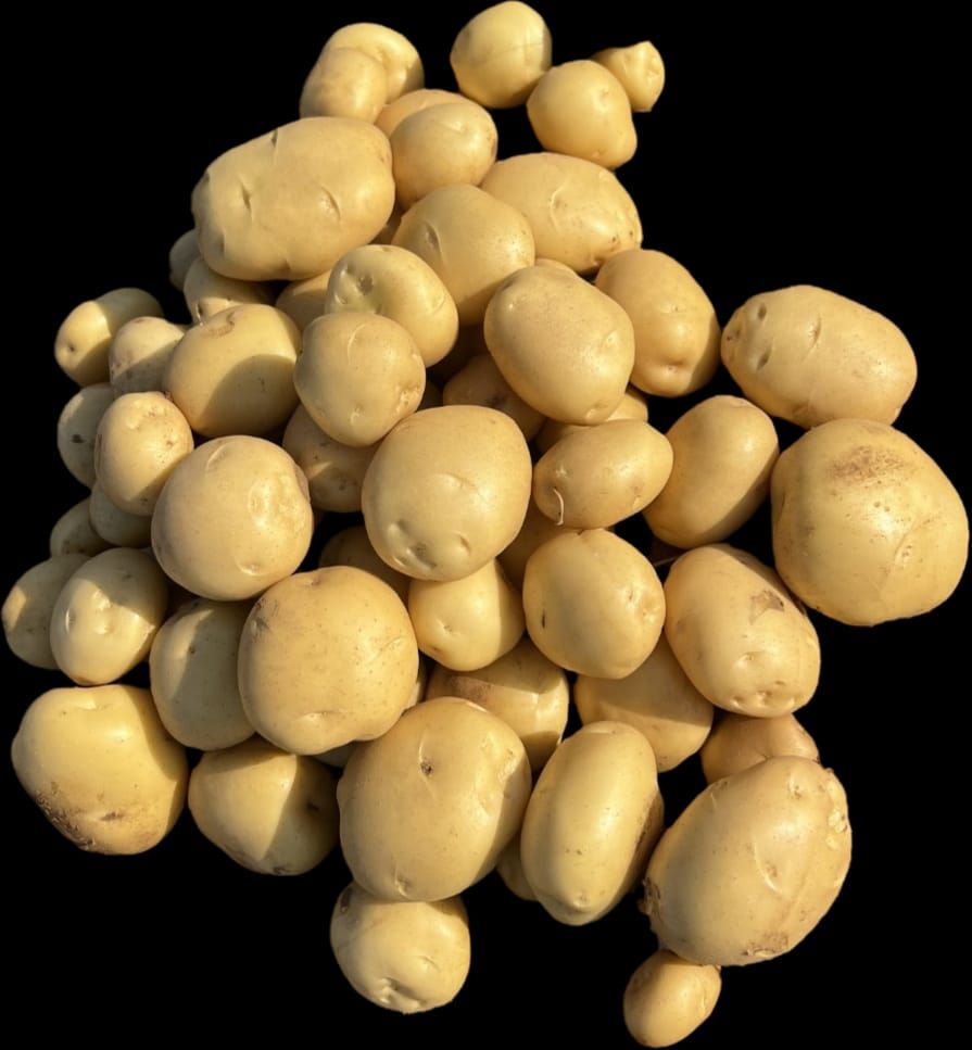 Yellow Khyati Potatoes