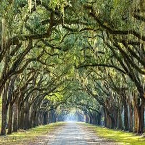 Arched Canopy Pathway Oak Tree