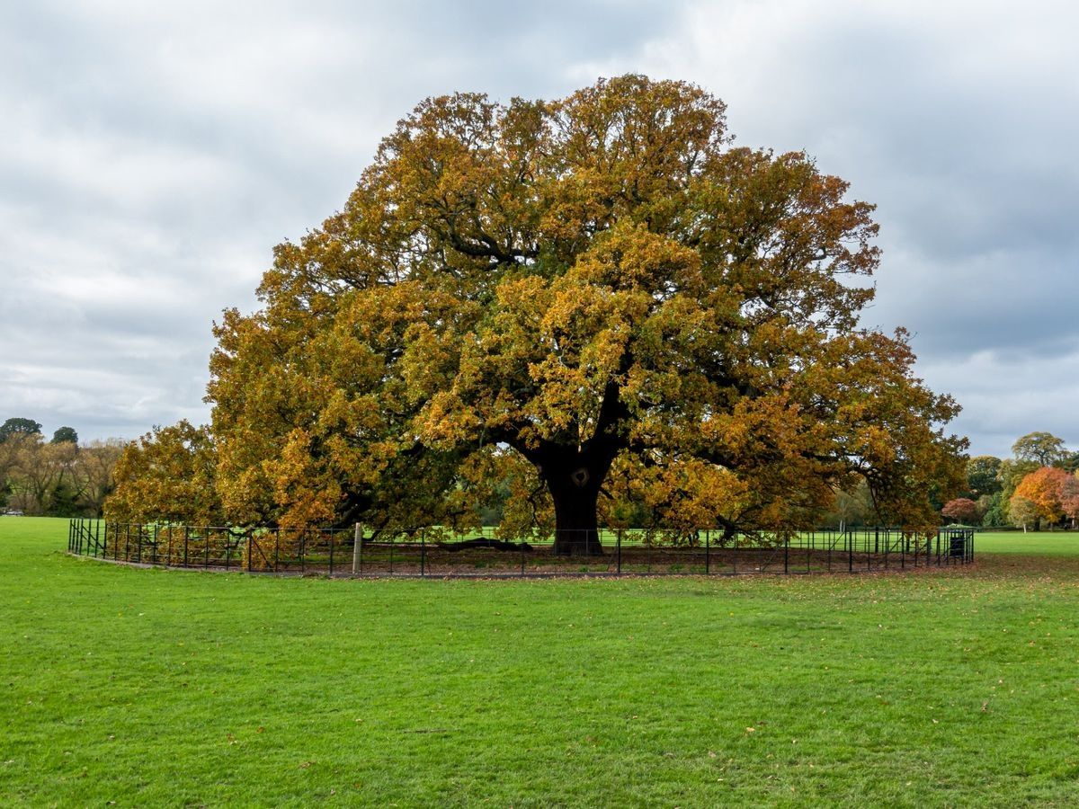 Golden Canopy Heritage Oak Tree