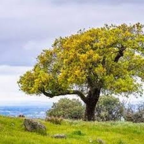Special Variant Decorative Oak Trees