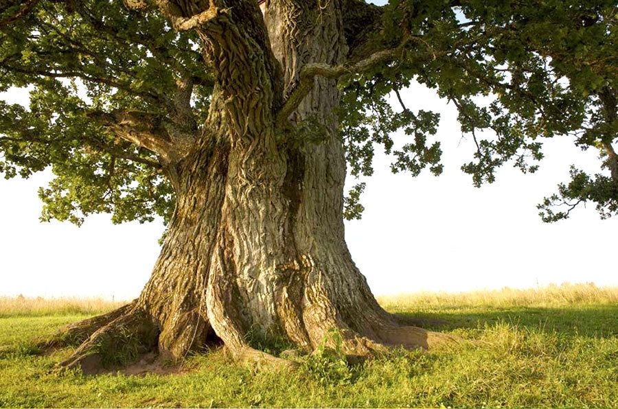 Massive Ancient Trunk Oak Tree