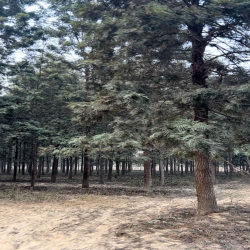 Silver Oak Plantation Tree Range