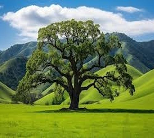 Spreading Crown Valley Oak Tree