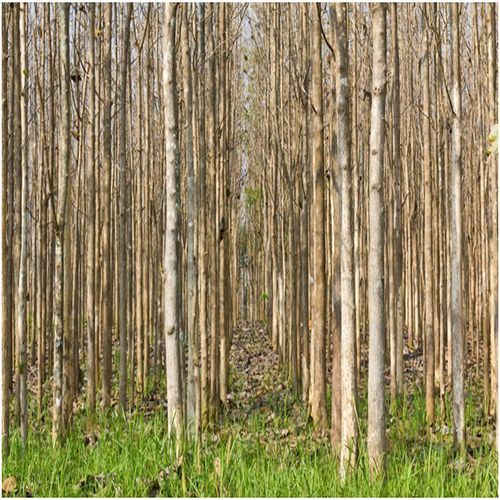 High Density Plantation Teak Wood Tree