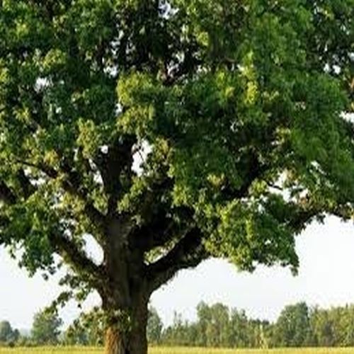 Thick Foliage Open Field Oak Tree