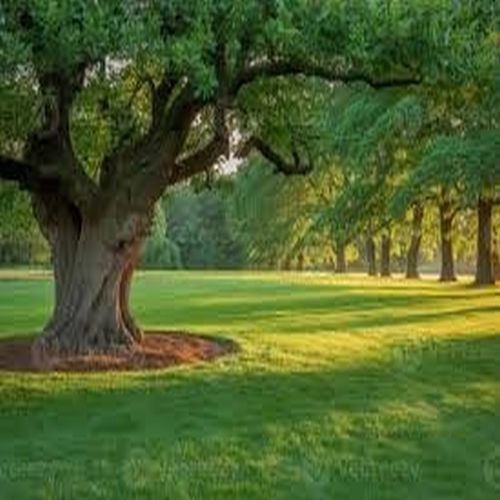 Thick Trunk Parkland Mature Oak Tree