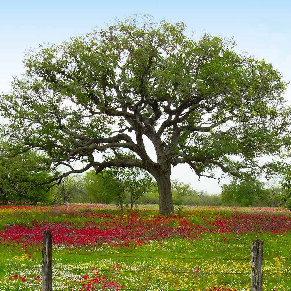 Wide Branch Floral Field Oak Tree