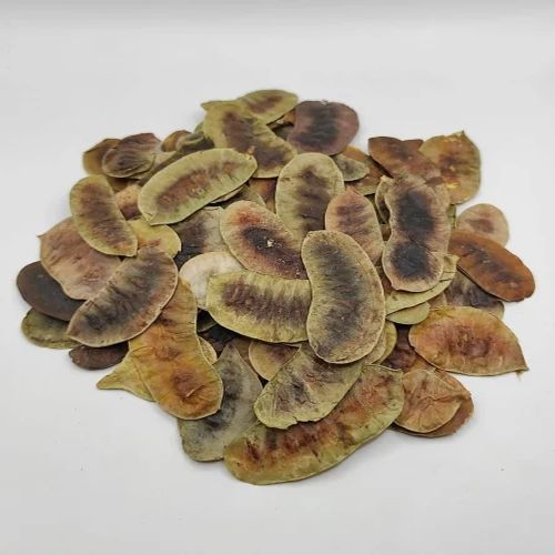 Dried Senna Pods