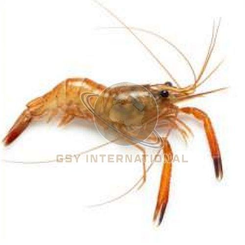 Frozen Deep Sea Shrimp