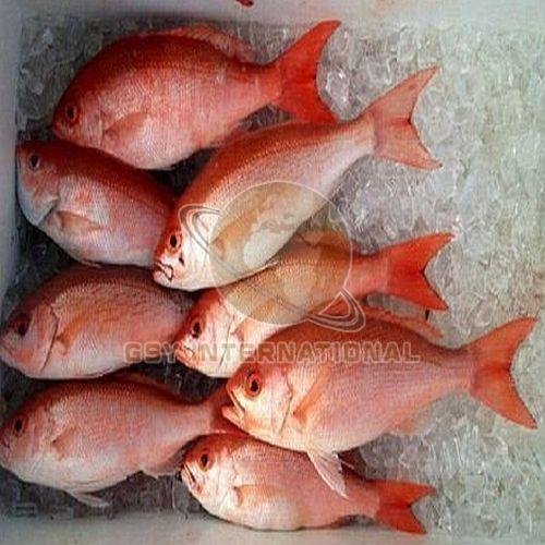 Frozen Red Snapper Fish