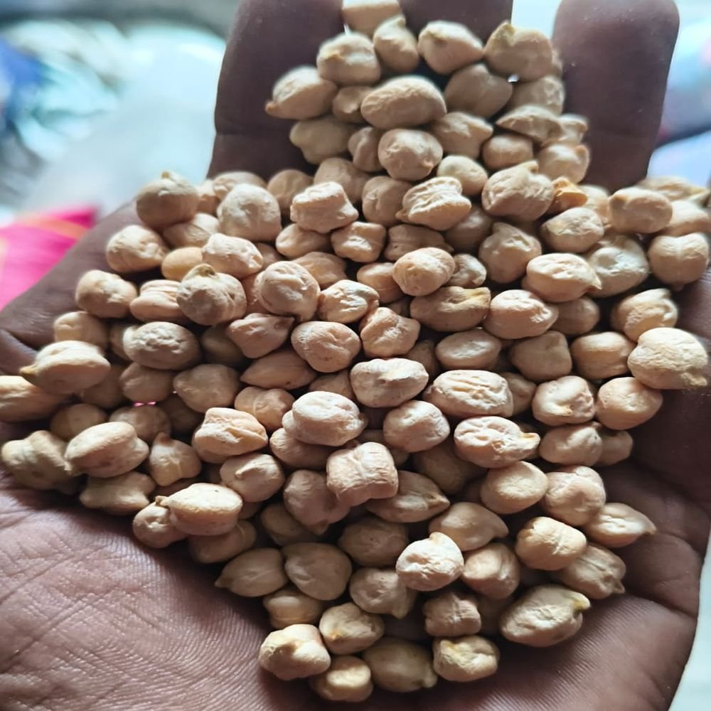 Kabuli Chickpeas