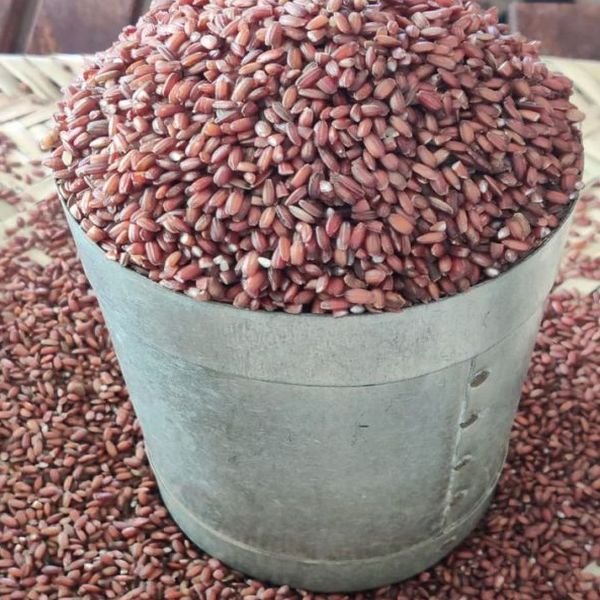 Kattuyanam Red Rice