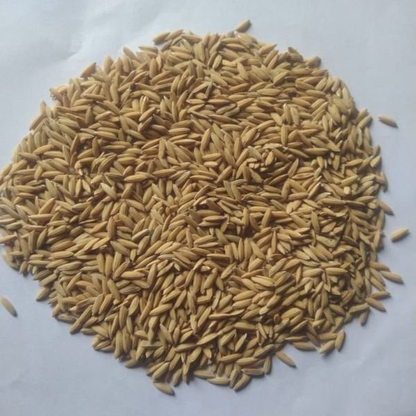 Natural Paddy Seeds