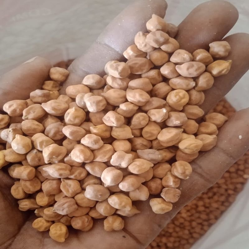 White Chickpeas