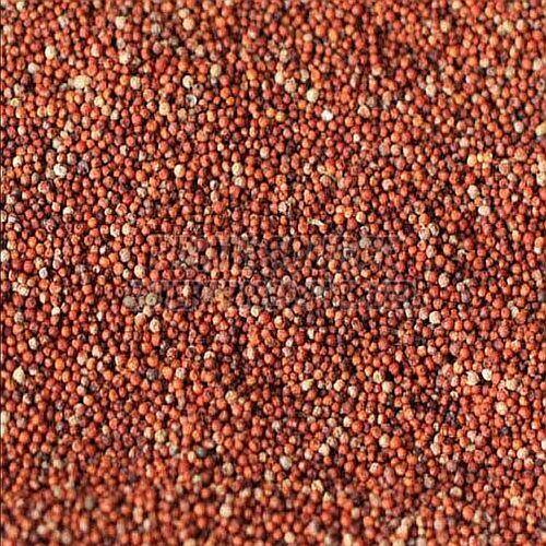 Finger Millet Seeds