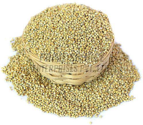 Pearl Millet Seeds