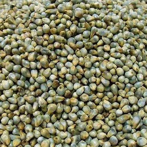 Indian Pearl Green Millet Seeds