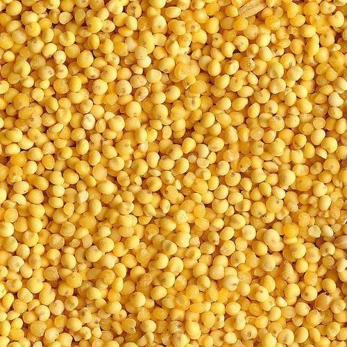 Yellow Foxtail Millet Seeds