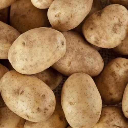 Fresh Russet Potato