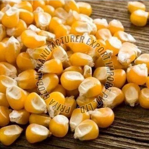 Dried Maize Seeds