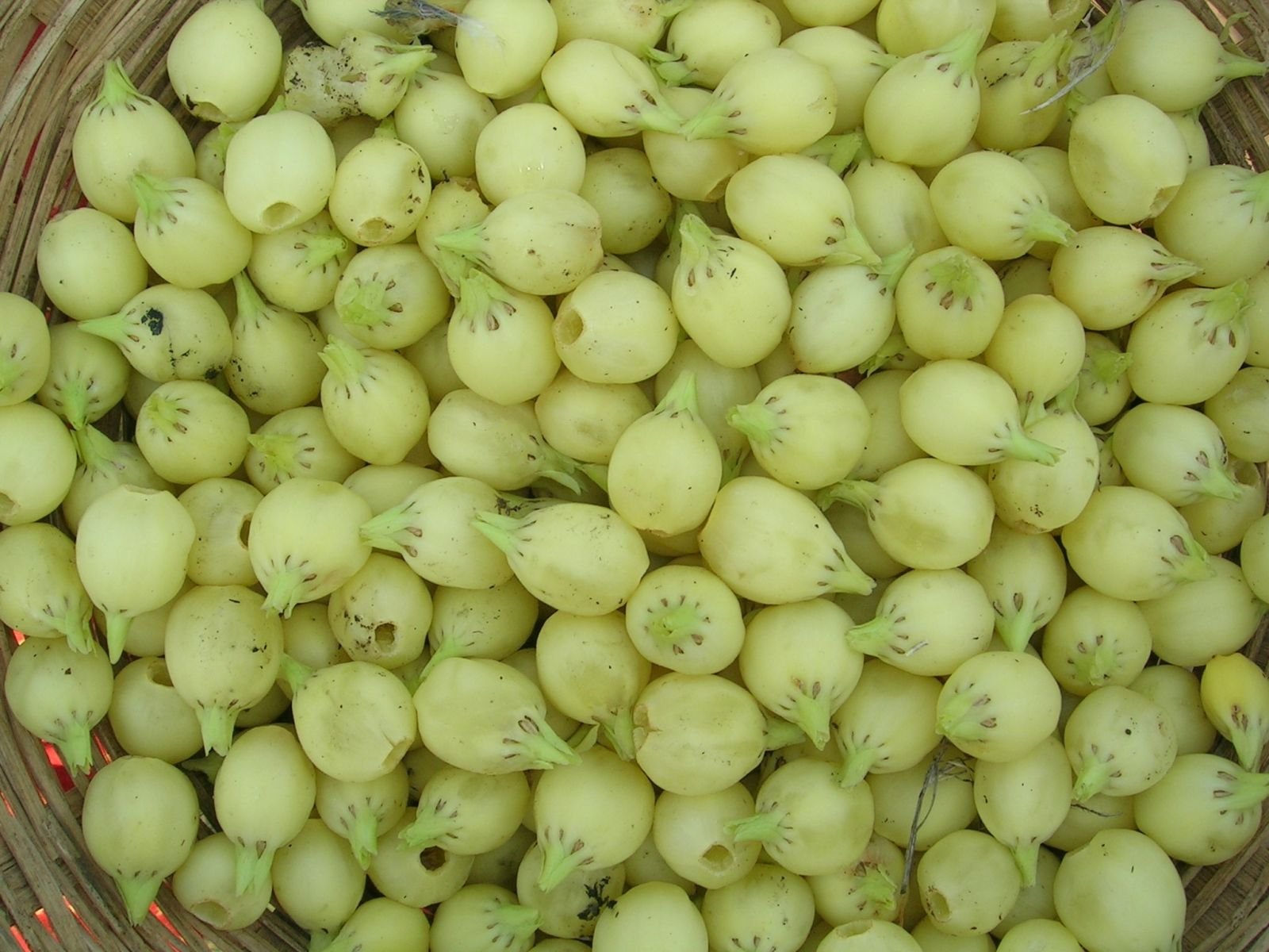 Mahua Fruit