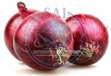 45mm Premium Quality Nashik Red Onion