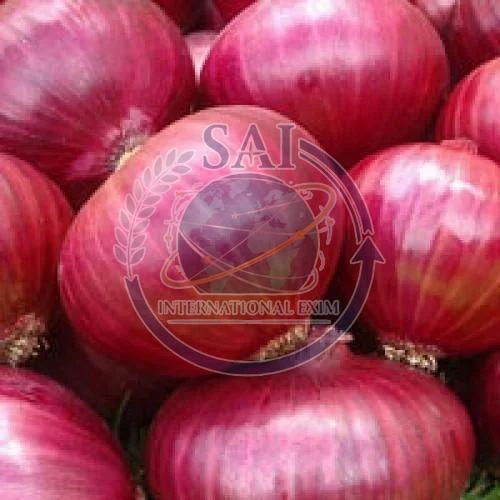 55mm Export Quality Nashik Red Onion