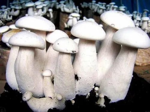 Fresh Milky Mushroom
