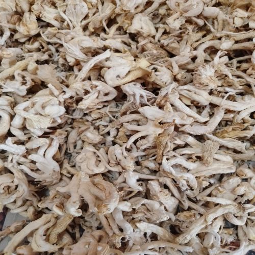 Dry Oyster Mushroom