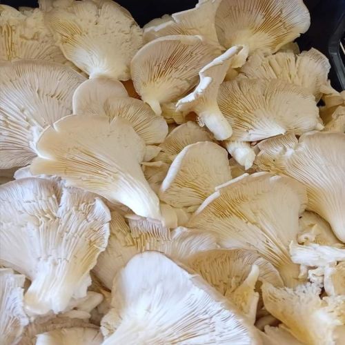 Oyster Mushroom