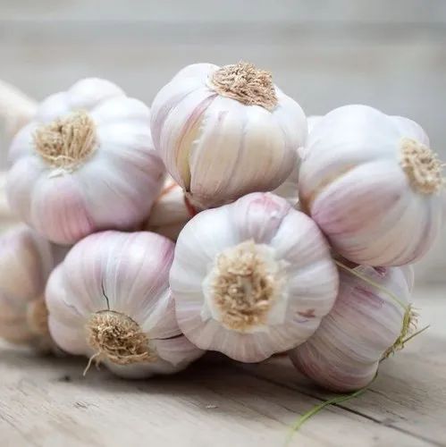 Fresh White Garlic