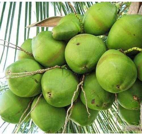Green Tender Coconut for Export