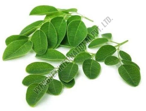 Moringa Leaves