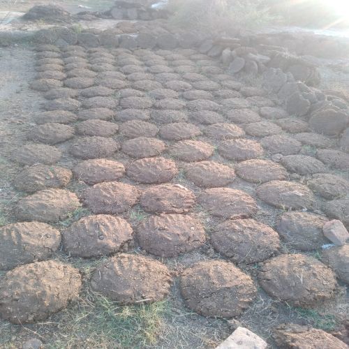 Cow Dung Cake