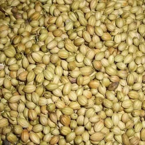 A Grade Coriander Seeds