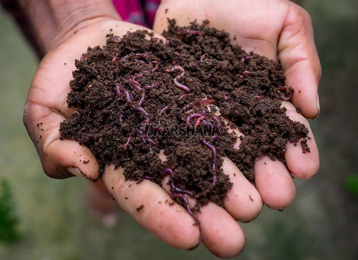 Brown Vermicompost Fertilizer