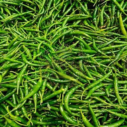 Fresh Green Chilli