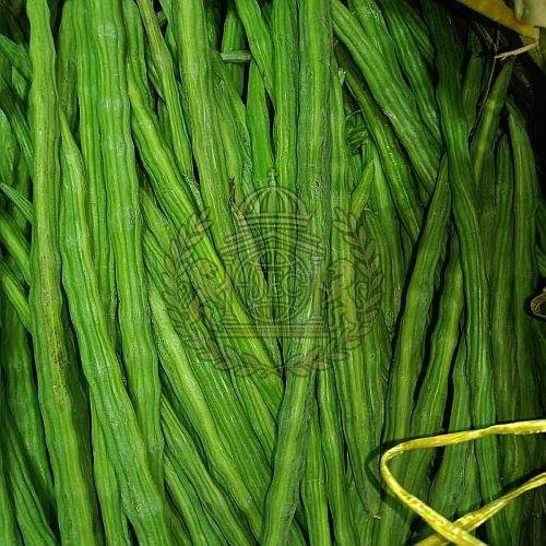 A Grade Fresh Green Drumstick