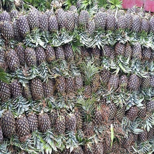 A Grade Fresh Pineapple