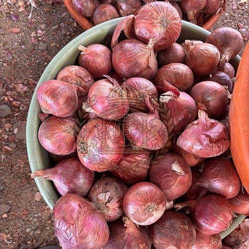Fresh Onion