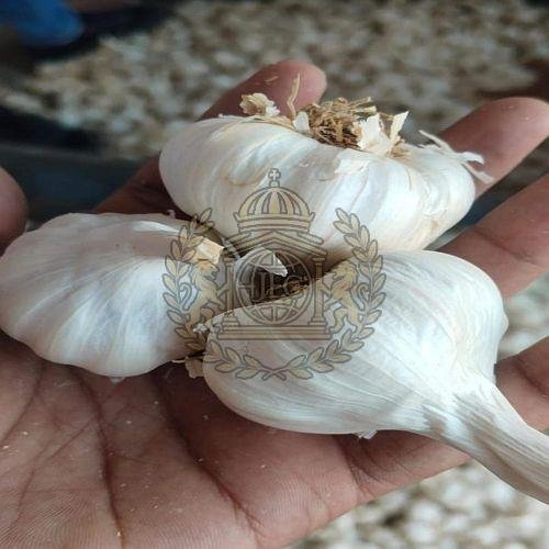 A Grade Fresh White Garlic