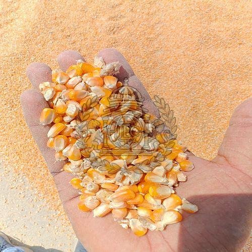 A Grade Yellow Maize Seeds