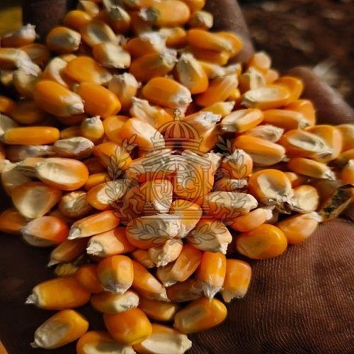 Dried Yellow Maize Seeds