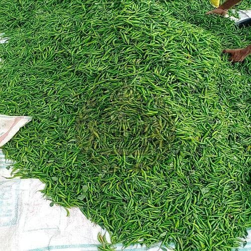 Indian Fresh Green Chilli
