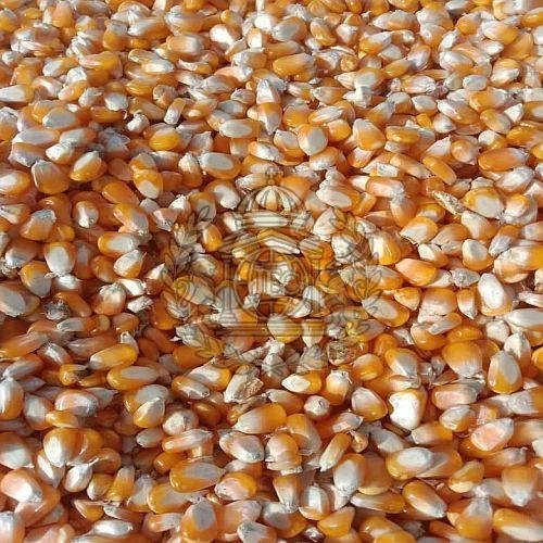 Indian Yellow Maize Seeds