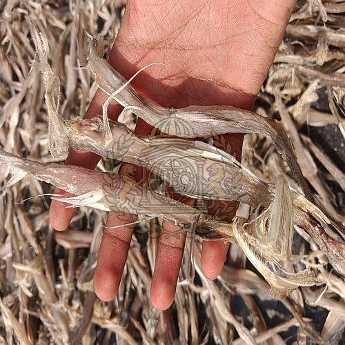 Premium Dried Ribbon Fish