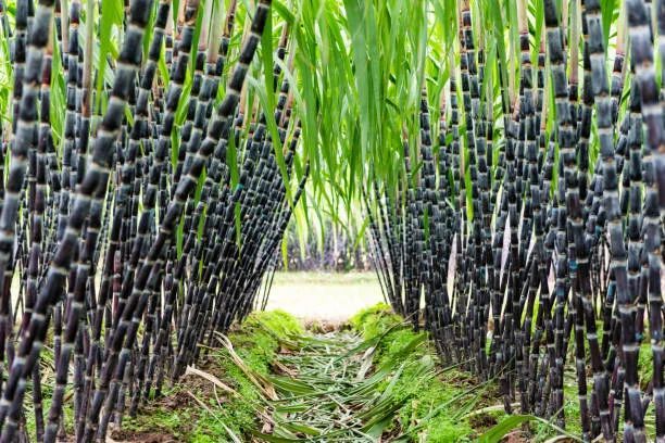 Fresh Sugarcane