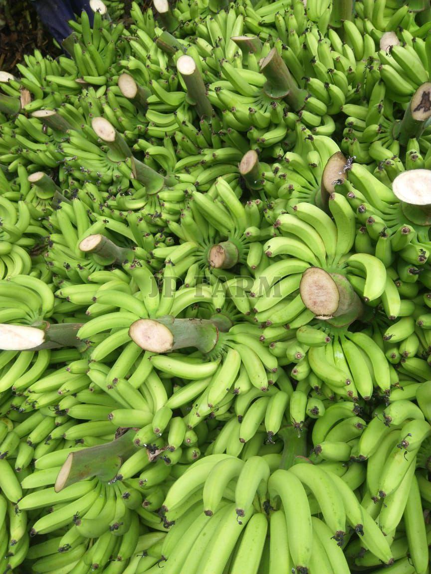 Fresh G9 Green Banana