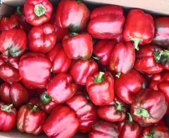 Fresh Red Capsicum